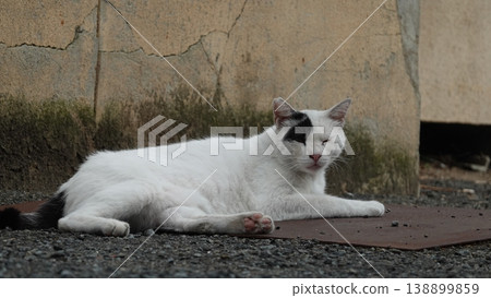 Cute stray cat Cute stray cat 138899859
