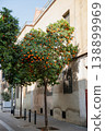 Orange tree with ripe fruits in urban street courtyard in Barcelona Spain 138899969