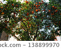 Orange tree with ripe fruits in urban street courtyard in Barcelona Spain 138899970