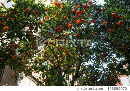 Orange tree with ripe fruits in urban street courtyard in Barcelona Spain 138899970