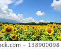 Sunflowers blooming in the summer sun at Hananomiyako Park at the foot of Mt. Fuji 138900098