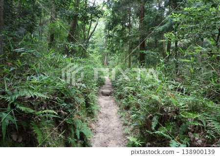 A path surrounded by green 138900139