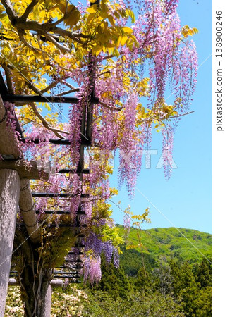 Wisteria flower in Inabe City Agricultural Park Wisteria flower in Inabe City Agricultural Park 138900246