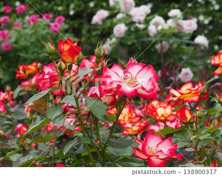 Rose garden of Reikanji Rose garden of Reikanji 138900317