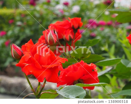 Up of red roses Up of red roses 138900318