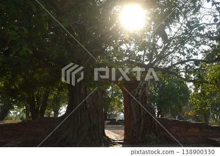sunlight spreading on ruin door cover by Bodhi tree at Phra Nakhom ancient Buddhist temple Thailand sunlight spreading on ruin door cover by Bodhi tree at Phra Nakhom ancient Buddhist temple Thailand 138900330