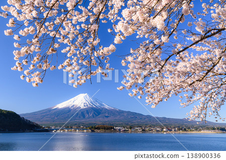 Spring in Japan: Cherry blossoms in full bloom at Lake Kawaguchi, adorned with the magnificent view of Mount Fuji. 138900336