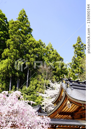 奈良縣川上村,春日藍天下櫻花盛開。 奈良縣川上村,春日藍天下櫻花盛開。 138900344
