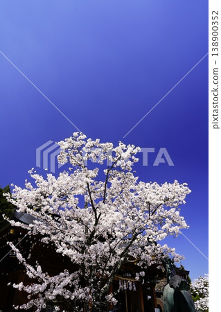 Cherry blossoms in full bloom against the spring blue sky in Kawakami Village, Nara Prefecture. 138900352
