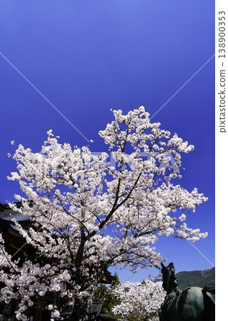 Cherry blossoms in full bloom against the spring blue sky in Kawakami Village, Nara Prefecture. 138900353