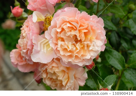 Pink roses of Umero blooming in the garden Pink roses of Umero blooming in the garden 138900414
