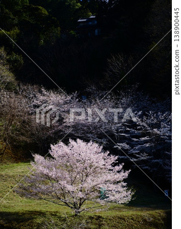 市川新四郎的絕美櫻花景色 138900445