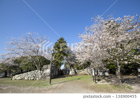 Stone walls and cherry blossoms at Usuki Castle Ruins in Usuki City, Oita Prefecture 138900455
