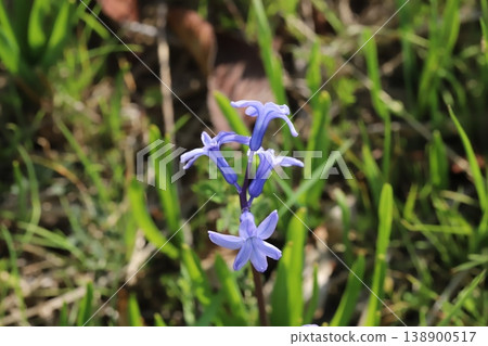The sight of wild, vibrant purple wild hyacinths blooming in a spring field. The sight of wild, vibrant purple wild hyacinths blooming in a spring field. 138900517