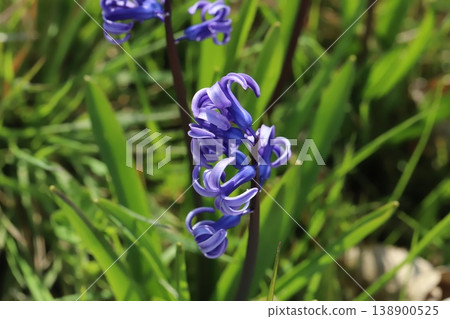 The sight of wild, vibrant purple wild hyacinths blooming in a spring field. The sight of wild, vibrant purple wild hyacinths blooming in a spring field. 138900525