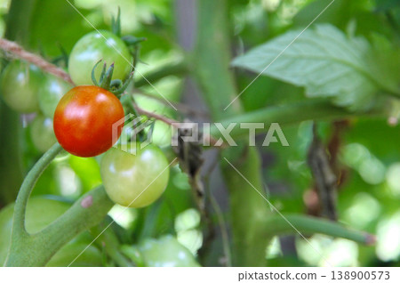 cherry tomatoes hang on a branch. Green, red tomatoes ripen in a vegetable garden on a farm on a summer day. Autumn harvest. cherry tomatoes hang on a branch. Green, red tomatoes ripen in a vegetable garden on a farm on a summer day. Autumn harvest. 138900573
