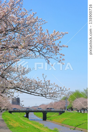 河邊藍天櫻花盛開 河邊藍天櫻花盛開 138900716