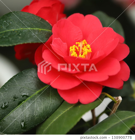 Camellias at Goishi Coast 2026 Camellias at Goishi Coast 2026 138900778