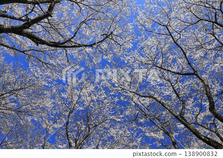 Cherry blossom trees at Mizusawa Racecourse 2026 Cherry blossom trees at Mizusawa Racecourse 2026 138900832