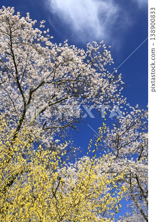 Cherry blossoms at Funaoka Castle Ruins Park 2026 Cherry blossoms at Funaoka Castle Ruins Park 2026 138900833