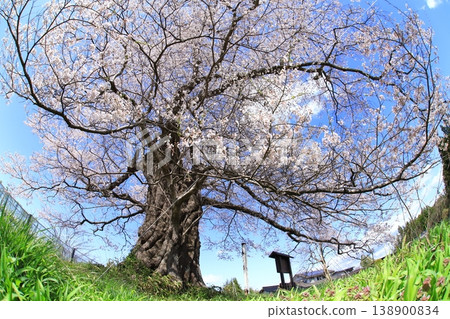 Hiraizumi North Building Cherry Blossoms 2026 Hiraizumi North Building Cherry Blossoms 2026 138900834