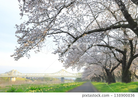 北上天照地公園的櫻花樹 2026 138900836