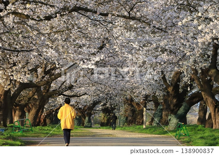 北上天照地公園的櫻花樹 2026 138900837