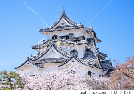 Hikone Castle in spring Hikone Castle in spring 138901056