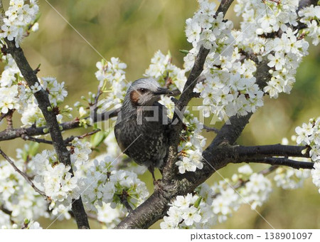 A bulbul perching on a cherry tree A bulbul perching on a cherry tree 138901097