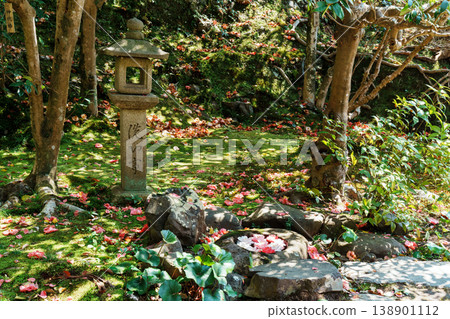 Camellia flowers fallen on the moss Flower water fountain at Reikanji Temple Camellia flowers fallen on the moss Flower water fountain at Reikanji Temple 138901112