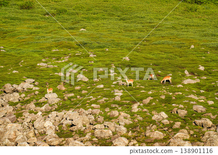 A herd of Hokkaido deer stands amidst green grasslands and rocky outcrops – a summer scene in the high mountains of Hokkaido. A herd of Hokkaido deer stands amidst green grasslands and rocky outcrops – a summer scene in the high mountains of Hokkaido. 138901116