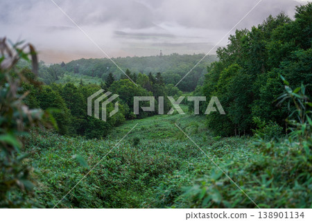 Hokkaido - A valley of green forests shrouded in mist. The forest landscape of Hokkaido, woven from birch and coniferous trees. Hokkaido, woven from birch and coniferous trees. Hokkaido - A valley of green forests shrouded in mist. The forest landscape of Hokkaido, woven from birch and coniferous trees. Hokkaido, woven from birch and coniferous trees. 138901134