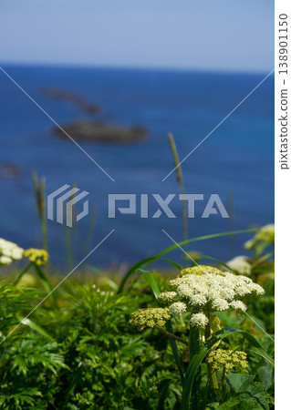 北海道海岸懸崖上,繖形科的白色花朵在蔚藍大海的襯托下閃閃發光。北海道崎嶇的海岸線、日本海和太平洋盡收眼底。洶湧的波濤和巍峨的懸崖綿延不絕。 北海道海岸懸崖上,繖形科的白色花朵在蔚藍大海的襯托下閃閃發光。北海道崎嶇的海岸線、日本海和太平洋盡收眼底。洶湧的波濤和巍峨的懸崖綿延不絕。 138901150