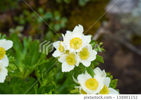 White flowers of the Chinglema blooming on the rocky slopes of Hokkaido. Summer flowers blooming profusely in the fields of Hokkaido. Hokkaido, where colorful flowers are in full bloom. White flowers of the Chinglema blooming on the rocky slopes of Hokkaido. Summer flowers blooming profusely in the fields of Hokkaido. Hokkaido, where colorful flowers are in full bloom. 138901152