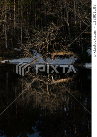 春天森林裡殘留的積雪，以及枯樹在平靜水面上如鏡的倒影，營造出一幅奇幻的光影景象。 138901198
