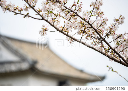 "Osaka Prefecture" (April) [Cherry Blossoms] Cherry blossoms bathed in spring sunlight; people enjoy cherry blossom viewing under the cherry trees blooming in the outer moat of Osaka Castle. 138901290