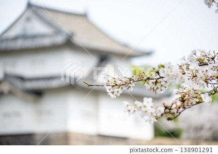 "Osaka Prefecture" (April) [Cherry Blossoms] Cherry blossoms bathed in spring sunlight; people enjoy cherry blossom viewing under the cherry trees blooming in the outer moat of Osaka Castle. 138901291