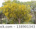 Blossoming of mimosa tree. Acacia pycnantha, golden wattle close up in spring, bright yellow flowers coojong, golden wreath wattle orange wattle blue-leafed wattle, acacia salign. 138901343