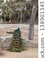 A vibrantly coloured long tail of a peacock. Closed peacock tail. 138901345
