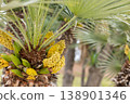 Palm trees in bloom. Yellow flowers seeds on a palm tree. 138901346