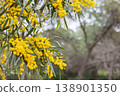 Blossoming of mimosa tree. Acacia pycnantha, golden wattle close up in spring, bright yellow flowers coojong, golden wreath wattle orange wattle blue-leafed wattle, acacia salign. 138901350