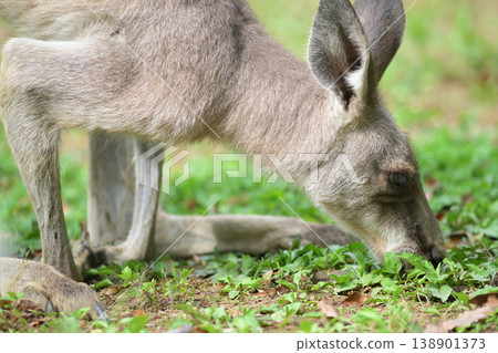 A kangaroo munching on grass growing on the ground. A kangaroo munching on grass growing on the ground. 138901373