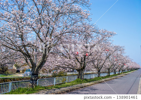 Cherry blossom trees in full bloom in Eshitani Cherry blossom trees in full bloom in Eshitani 138901461