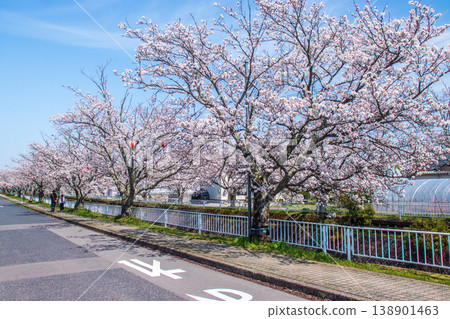 Cherry blossom trees in full bloom in Eshitani Cherry blossom trees in full bloom in Eshitani 138901463