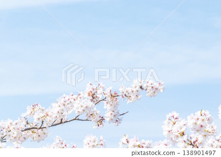 Cherry blossoms in full bloom and blue sky Cherry blossoms in full bloom and blue sky 138901497