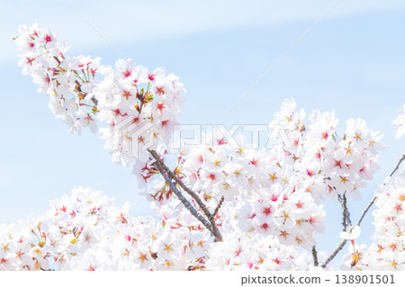 Cherry blossoms in full bloom and blue sky 138901501