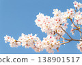Cherry blossoms in full bloom and blue sky 138901517