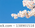 Cherry blossoms in full bloom and blue sky 138901518