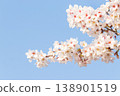 Cherry blossoms in full bloom and blue sky 138901519