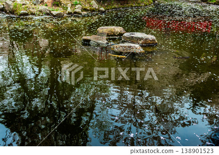 A pond with floating cherry blossom petals A pond with floating cherry blossom petals 138901523